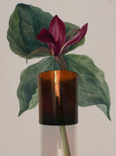 Load image into Gallery viewer, THE QUIET BOTANIST CANDLES