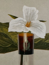 Load image into Gallery viewer, THE QUIET BOTANIST CANDLES