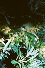 Load image into Gallery viewer, FLAMINGO ESTATE Native Botanical Hand Soap