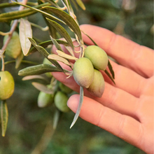 Load image into Gallery viewer, GRAZA DRIZZLE FINISHING EXTRA VIRGIN OLIVE OIL

