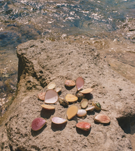 Load image into Gallery viewer, SEASHELL BOTANICAL PERFUME IN SEASHELL
