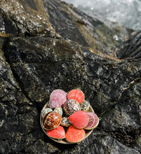 Load image into Gallery viewer, SEASHELL BOTANICAL PERFUME IN SEASHELL

