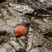 Load image into Gallery viewer, SEASHELL BOTANICAL PERFUME IN SEASHELL
